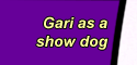 Gari as a show dog