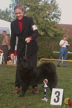 German clubshow for Nordic breeds