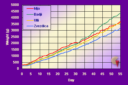 Chart of puppies' weight