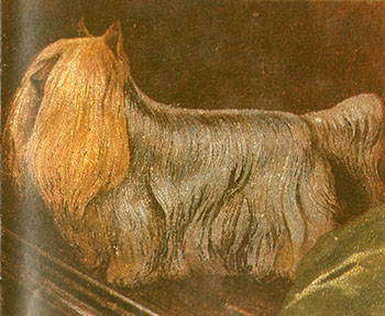 Drawing of a Yorkie from 1913