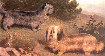 Drawing of Skye Terriers from 1890
